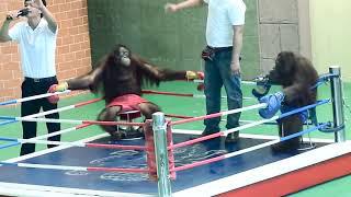 atraksi orangutan  | pertandingan tinju lucu dan konyol oleh orangutan